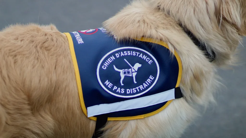 Chien d'assistance : équipement lisible