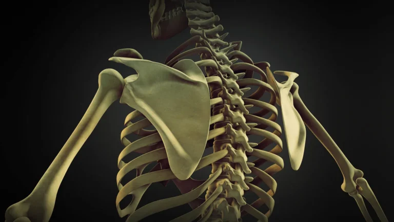 Vertèbre thoracique : comprendre son rôle dans la colonne vertébrale