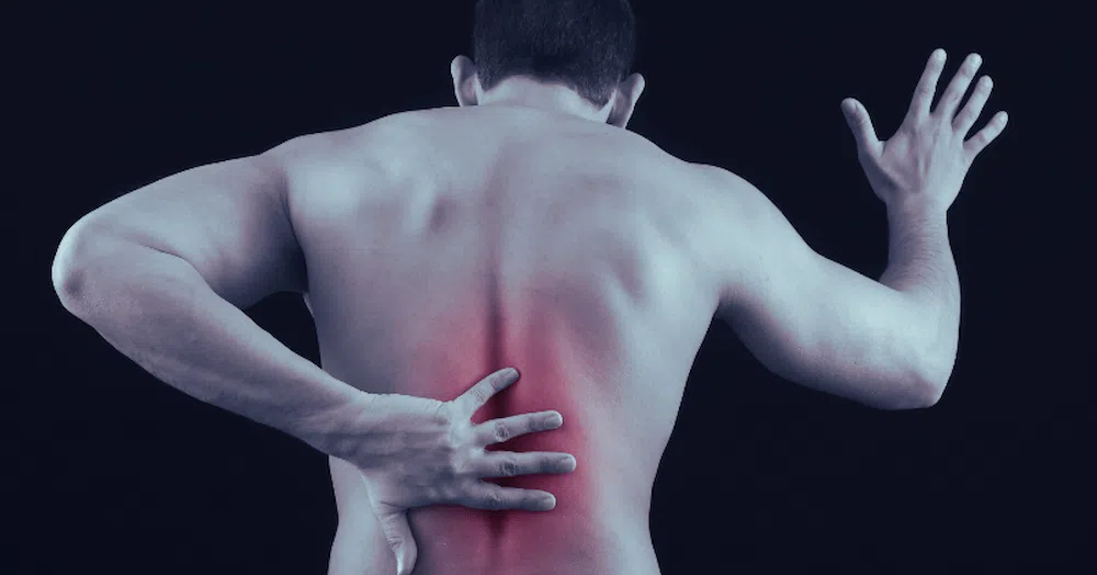 bec de perroquet vertebre dorsale